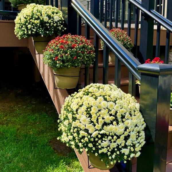 🌿Adjustable Non-slip Hanging Flowerpot Shelf